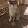 わしゃお2896