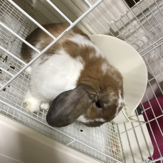 人懐っこい大人しいうさぎさん