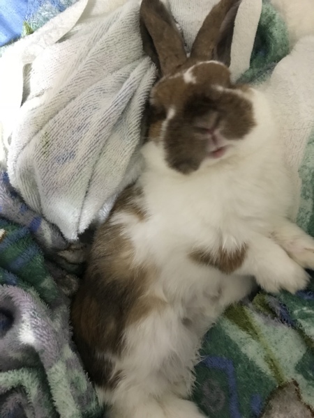 人懐っこい大人しいうさぎさん 佐賀県 小動物の里親募集 ペットのおうち 月間利用者150万人
