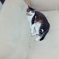 ししゃも