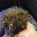 急ぐ！引退犬プードルちゃん(^^)