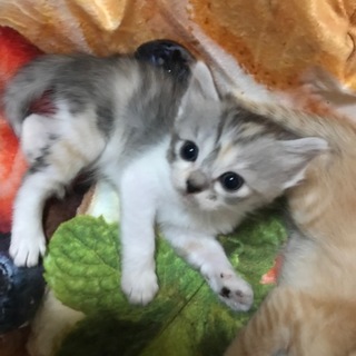 美形の小型ママ猫から生まれた子猫達☆