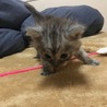 美形の小型ママ猫から生まれた子猫達☆ サムネイル2