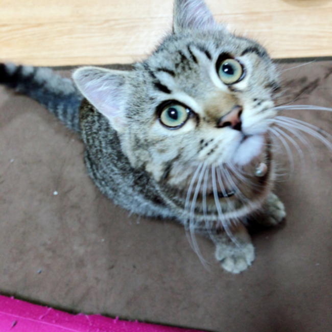 Shimba.Nのカバー写真