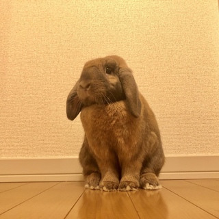 ミニロップイヤーの男の子 里親さん募集中