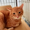 完璧な茶トラ！人馴れ抜群！飼育放棄されました。