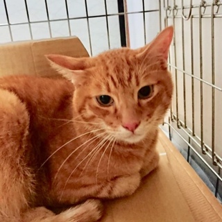 完璧な茶トラ！人馴れ抜群！飼育放棄されました。
