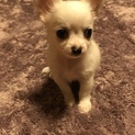 一時停止中：犬アレルギーに伴い急遽里親募集します
