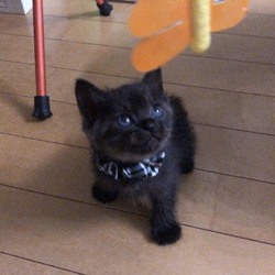 ♡なつめの巣立ち♡˖꒰ᵕ༚ᵕ⑅꒱