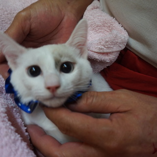 美しいシャム姉妹きぬちゃん、医療済