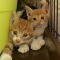 とても懐っこい茶白の美猫兄弟