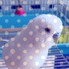 のにこ