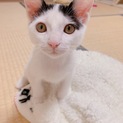 可愛い子猫ちゃん