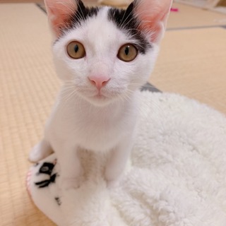 可愛い子猫ちゃん