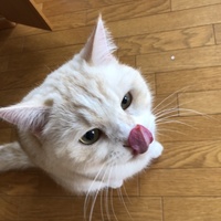 おから