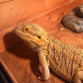 1歳半のフトアゴヒゲトカゲ 