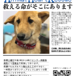 アニマルハートレスキュー犬猫譲渡会