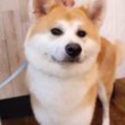 アニマルハートレスキュー犬猫譲渡会 サムネイル2