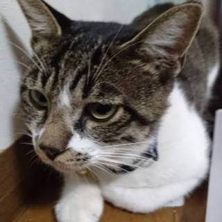 【急募】優しい飼い主さんを探しています！！