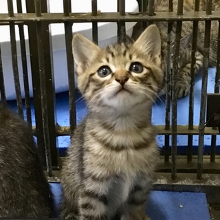 可愛い兄妹５子猫たち