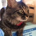 人が大好き甘えんぼ