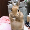 いこまやまと