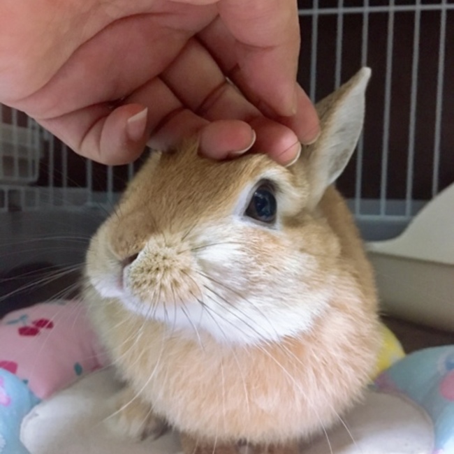いこまやまとのカバー写真