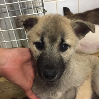 たくさんの子犬が収容されています。