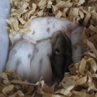 ジャンガリアンハムスター　好きな方募集！