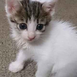 お目目の大きい子猫  