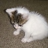 お目目の大きい子猫   サムネイル3