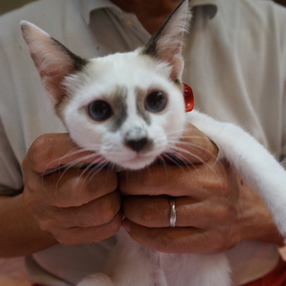 美しいシャム姉妹あさちゃん、医療済