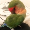 kurukuur