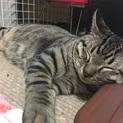 里親募集致します！！