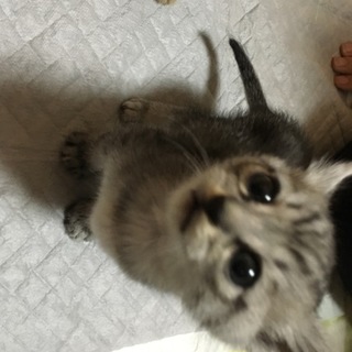 45日程度の男の子