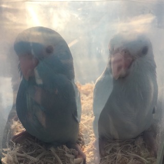 交渉中の為応募ストップさせていただいております。