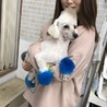 トイプードル6歳♂　引退犬里親様募集中 サムネイル3