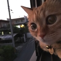 ぼうず