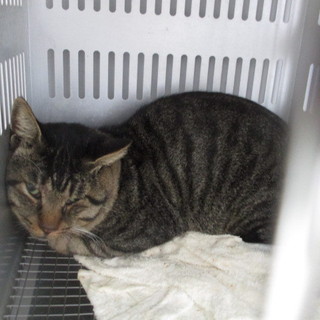 処分対象になる子です！収容期限10/15朝迄