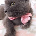 シャルトリュー☆ブリティッシュショートヘアー美猫