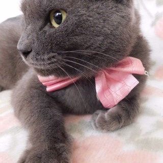 シャルトリュー☆ブリティッシュショートヘアー美猫