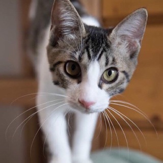 11/11水道橋★ハルくん★優しい癒し系