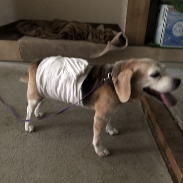 エリザベスはちょっと…ニガテ