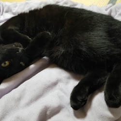 ⚫⚫が出来ないから黒猫を捨てる！(怒)