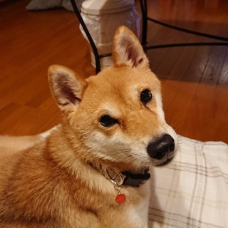 ねえ！ねえ！と可愛く甘える柴の女の子 小雪ちゃん