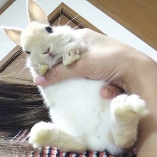 ネザーの赤ちゃん