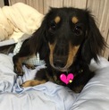 生後9ヶ月ミニチュアダックスの「いっかちゃん」
