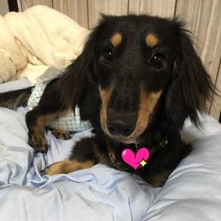 生後9ヶ月ミニチュアダックスの「いっかちゃん」
