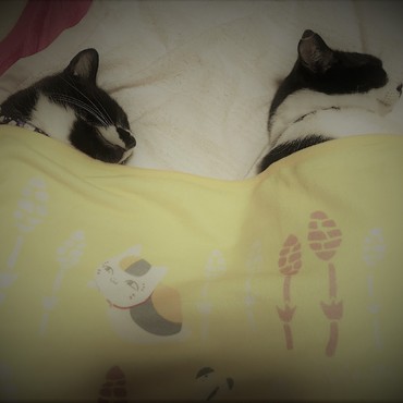 今夜も仲良し☆ハチワレ・ブラザーズ（＾＾：