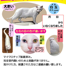 「いなくなってないけど迷い猫ポスター作ってみた②」サムネイル1